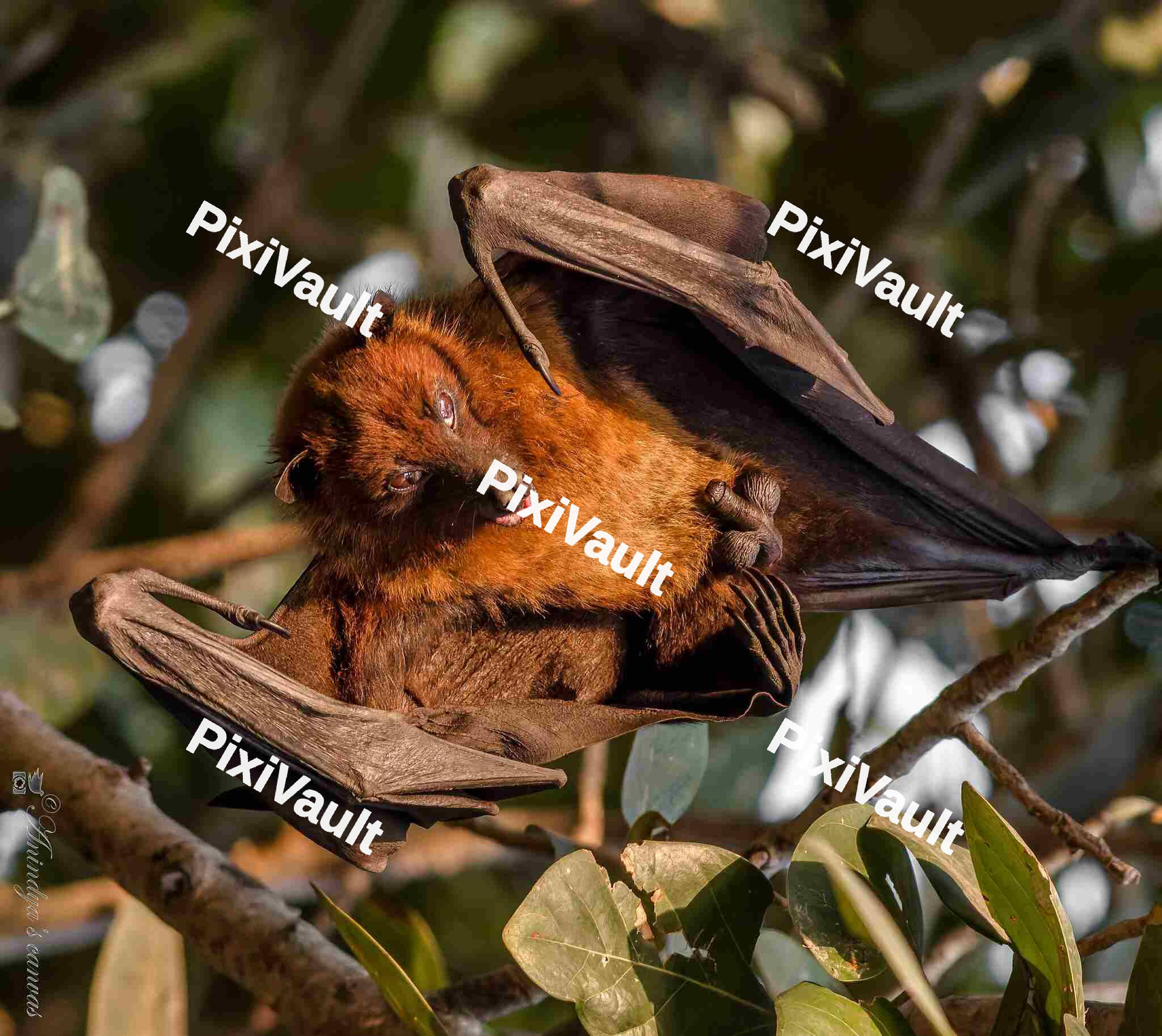 Indian flying fox Bat